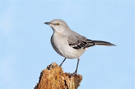 simsearch:400-04115071,k - Northern Mockingbird (Mimus polyglottos) in winter on a log with a blue sky background Photographie de stock - Aubaine LD & Abonnement, Code: 400-05087390