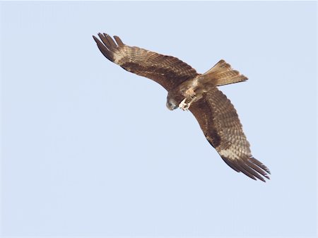 staring eagle - eagle is flying in the sky Photographie de stock - Aubaine LD & Abonnement, Code: 400-05087643