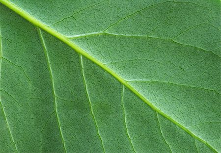 structure of leaf natural background Stock Photo - Budget Royalty-Free & Subscription, Code: 400-05087703