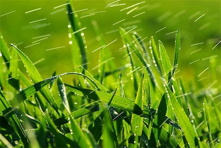 dew drops on green stem - Dew drop on a blade of grass Stock Photo - Budget Royalty-Free & Subscription, Code: 400-05087754