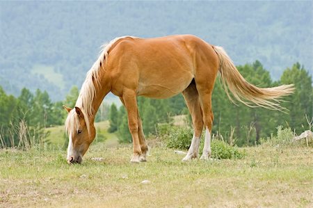 simsearch:400-08372603,k - horse is eating on mountains meadow Stock Photo - Budget Royalty-Free & Subscription, Code: 400-05087768