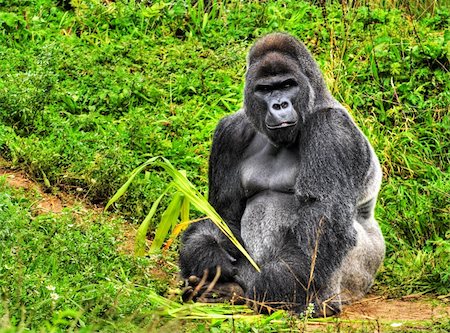simsearch:846-05647611,k - An HDR image of a male silver back gorilla sitting holding a piece of vegetation Foto de stock - Super Valor sin royalties y Suscripción, Código: 400-05088088
