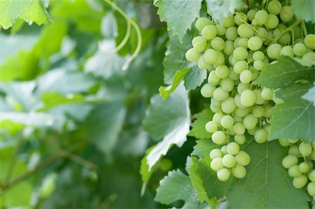 simsearch:625-00804551,k - green vine with blurred background Stock Photo - Budget Royalty-Free & Subscription, Code: 400-05088171