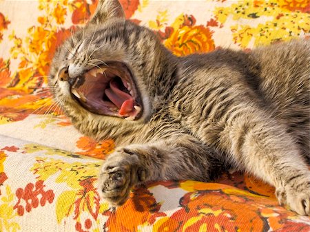 qwerty1983 (artist) - A tired and sleepy tomcat caught yawning Foto de stock - Super Valor sin royalties y Suscripción, Código: 400-05088388