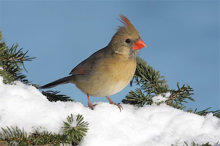 simsearch:400-04553192,k - Female Northern Cardinal (cardinalis cardinalis) on a Spruce branch covered with snow Foto de stock - Super Valor sin royalties y Suscripción, Código: 400-05088554