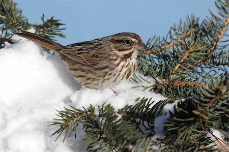 simsearch:400-04553192,k - Song Sparrow (Melospiza melodia) perched on a snow covered tree limb Foto de stock - Super Valor sin royalties y Suscripción, Código: 400-05088552