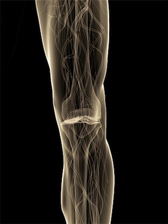 3d rendered anatomy illustration of a human skeletal knee Stock Photo - Budget Royalty-Free & Subscription, Code: 400-05088694
