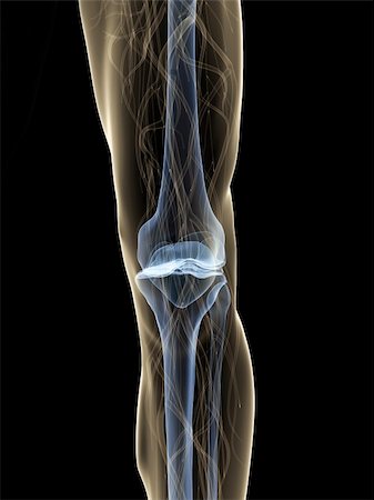 3d rendered anatomy illustration of a human skeletal knee Stock Photo - Budget Royalty-Free & Subscription, Code: 400-05088693