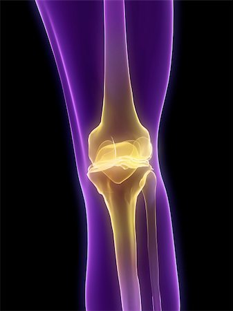 3d rendered anatomy illustration of a human skeletal knee Stock Photo - Budget Royalty-Free & Subscription, Code: 400-05088729