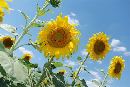 simsearch:400-05682398,k - Sunflower. A blossoming flower of an agricultural kind of a plant from which do oil Stock Photo - Budget Royalty-Free & Subscription, Code: 400-05088923