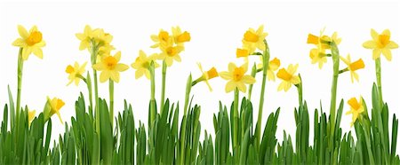 field of daffodil pictures - Yellow daffodils isolated on white Stock Photo - Budget Royalty-Free & Subscription, Code: 400-05089776