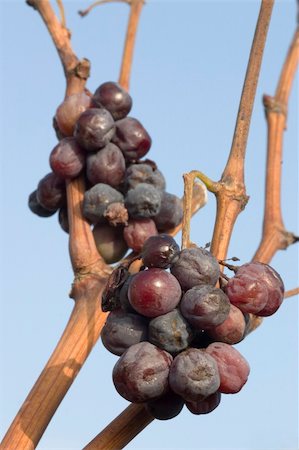 Vineyard closeup on a sunny winter day Foto de stock - Super Valor sin royalties y Suscripción, Código: 400-05080007