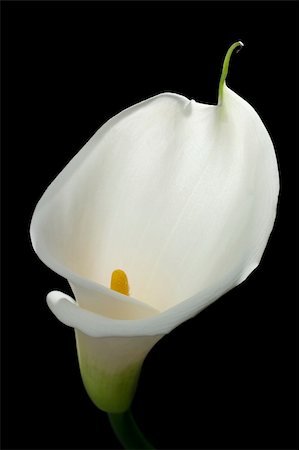 White calla lily isolated on black Foto de stock - Super Valor sin royalties y Suscripción, Código: 400-05080008
