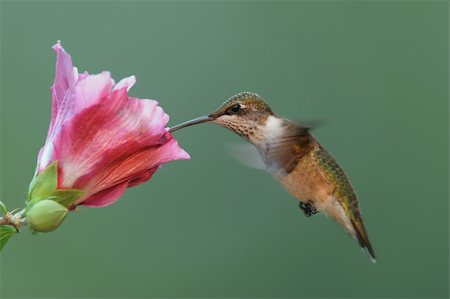 Hungry Ruby-throated Hummingbird (archilochus colubris) at a Hibiscus flower Foto de stock - Super Valor sin royalties y Suscripción, Código: 400-05080387