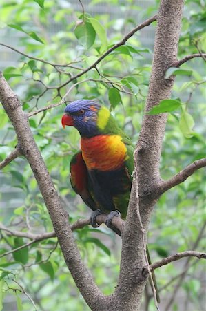 perruche - Rainbow Parrot Lori on a Rainforest Branch in a Park Photographie de stock - Aubaine LD & Abonnement, Code: 400-05080397