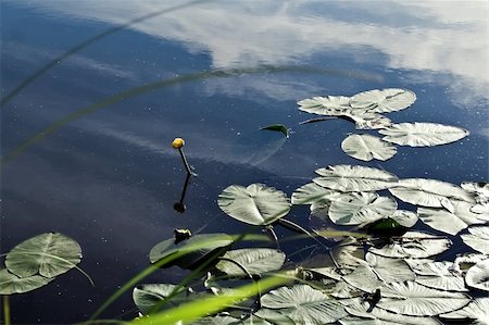 selhin (artist) - Lilia in leaves and ibid. on the water, the reflection of sky and clouds.    Departure of nature. Photographie de stock - Aubaine LD & Abonnement, Code: 400-05080559