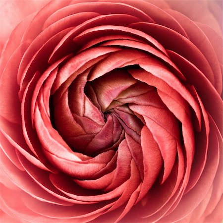 flower layers - Floral spiral abstract. Pink and soft. Stock Photo - Budget Royalty-Free & Subscription, Code: 400-05080776