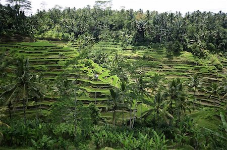 Rice terraces on Bali. Indonesia Stock Photo - Budget Royalty-Free & Subscription, Code: 400-05080830