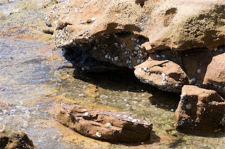 pervenche - Tidal rocks encrusted with shellfish Photographie de stock - Aubaine LD & Abonnement, Code: 400-05081722