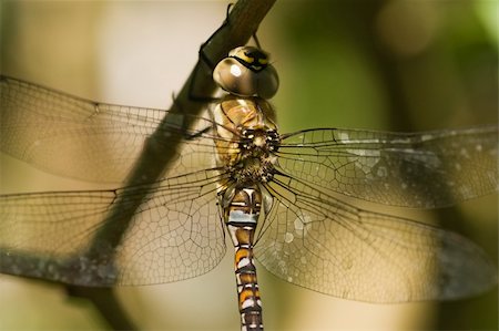 flying blue dragon - Migrant Hawker on a branch in the shadow Stock Photo - Budget Royalty-Free & Subscription, Code: 400-05081868