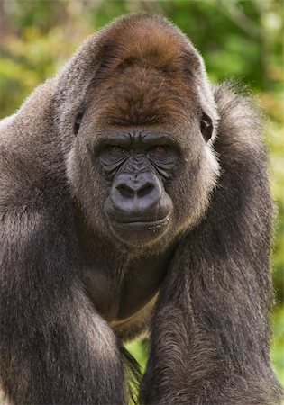simsearch:400-05372772,k - Big silverback gorilla staring and looking angry Stock Photo - Budget Royalty-Free & Subscription, Code: 400-05081869