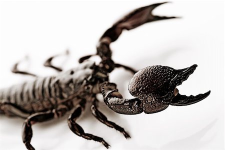 Scorpions are eight-legged carnivorous arthropods. Photographie de stock - Aubaine LD & Abonnement, Code: 400-05082347