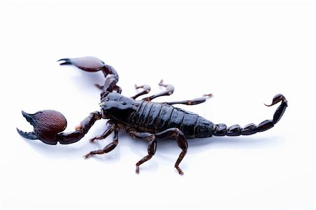 Scorpions are eight-legged carnivorous arthropods. Stock Photo - Budget Royalty-Free & Subscription, Code: 400-05082341