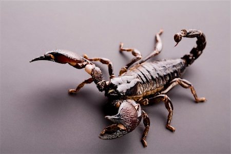 Scorpions are eight-legged carnivorous arthropods. Stock Photo - Budget Royalty-Free & Subscription, Code: 400-05082408