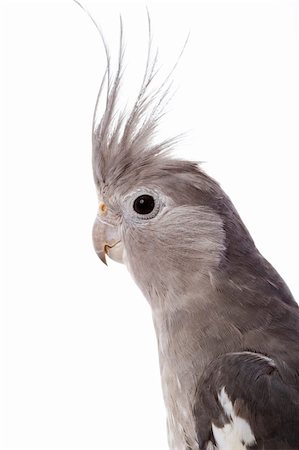 perruche - White-faced Cockatiel (Nymphicus hollandicus) on white background. Photographie de stock - Aubaine LD & Abonnement, Code: 400-05083056