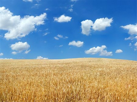 sunset meal - Wheat field under blue sky Stock Photo - Budget Royalty-Free & Subscription, Code: 400-05083105