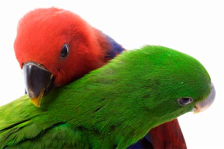 a pair of Solomon Island Eclectus Parrots ( Eclectus roratus solomonensis) on white background. Stock Photo - Budget Royalty-Free & Subscription, Code: 400-05083147