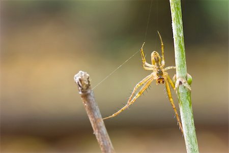 simsearch:400-04645267,k - Metellina segmentata. Spider on the bush. Stock Photo - Budget Royalty-Free & Subscription, Code: 400-05083284