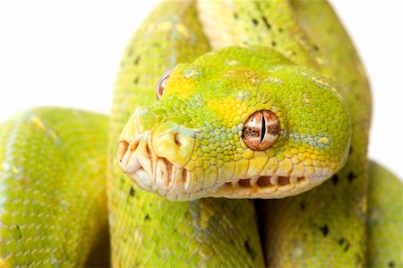 pythonschlange - Green Tree Python (Morelia viridis) on white background. Stockbilder - Microstock & Abonnement, Bildnummer: 400-05083325