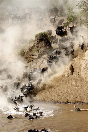 simsearch:862-03366372,k - Wildebeest jumping crossing the Mara River Fotografie stock - Microstock e Abbonamento, Codice: 400-05083604