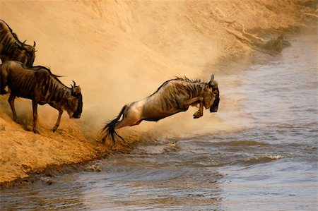 simsearch:862-03366372,k - Wildebeest jumping crossing the Mara River Fotografie stock - Microstock e Abbonamento, Codice: 400-05083603