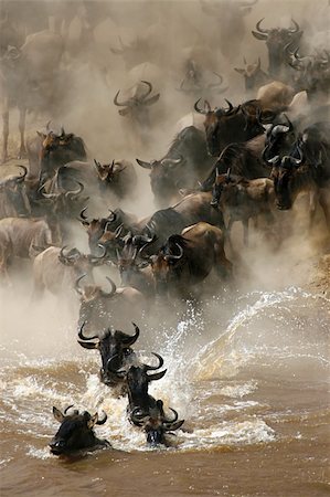 simsearch:862-03366372,k - More than a million wildebeests migrates every year between Masai Mara NP and Serengeti NP. In their journey they cross several times Mara River, even some hundred thousands a time. Fotografie stock - Microstock e Abbonamento, Codice: 400-05083610