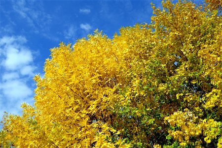 simsearch:400-07209254,k - Yellow leaves on autumn trees against the blue sky Stock Photo - Budget Royalty-Free & Subscription, Code: 400-05083638