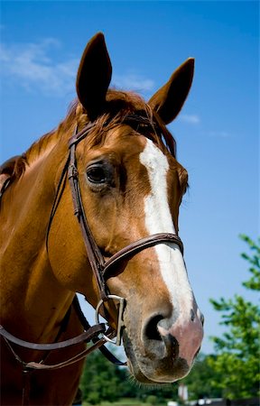 Portrait of horse wearing bridle. Stock Photo - Budget Royalty-Free & Subscription, Code: 400-05083758