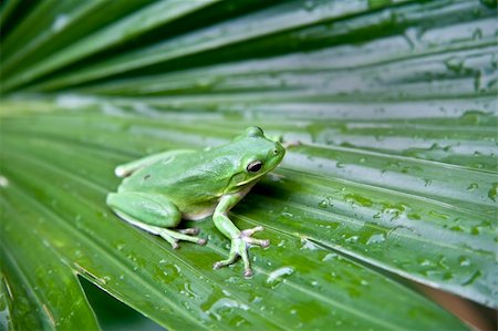 simsearch:400-04925157,k - Tree frog sitting on a leaf covered with water droplets. Fotografie stock - Microstock e Abbonamento, Codice: 400-05083765