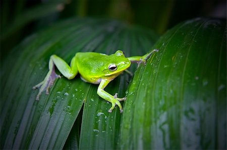 Little green tree frog resting on a leaf filled with water drops. Stock Photo - Budget Royalty-Free & Subscription, Code: 400-05083766