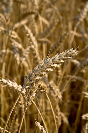 simsearch:400-05148607,k - Close up of a piece of wheat ready for harvest. Photographie de stock - Aubaine LD & Abonnement, Code: 400-05083768