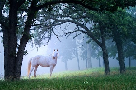 A beautiful white Horse in the morning mist standing in oak forest. Very surreal, magical and fairytale like. Stock Photo - Budget Royalty-Free & Subscription, Code: 400-05083981