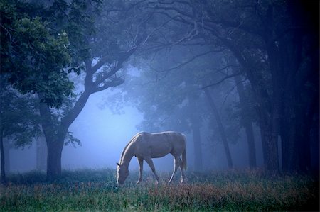 A beautiful white Horse in the morning mist standing in oak forest. Very surreal, magical and fairytale like. Stock Photo - Budget Royalty-Free & Subscription, Code: 400-05083982