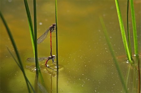 Red Damselfly photographed in Frankfurt/Main, Hessen, Germany Photographie de stock - Aubaine LD & Abonnement, Code: 400-05094277