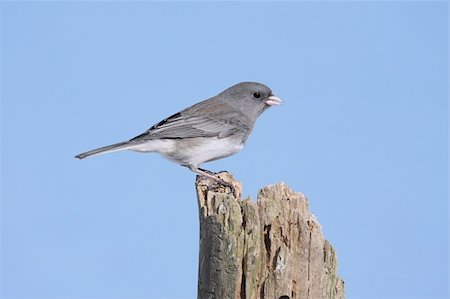 simsearch:400-04115071,k - Dark-eyed Junco (junco hyemalis) on a stump with a blue background Photographie de stock - Aubaine LD & Abonnement, Code: 400-05094324