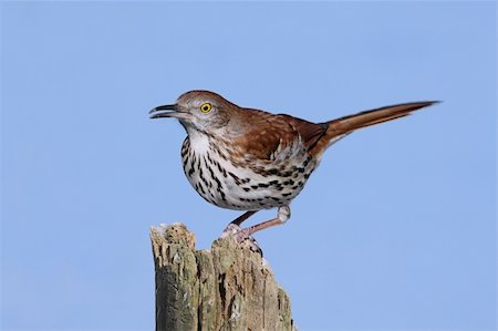 simsearch:400-04553192,k - Brown Thrasher (Toxostoma rufum) on a log with a blue background Foto de stock - Super Valor sin royalties y Suscripción, Código: 400-05094322