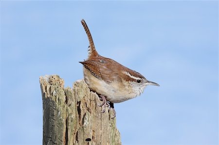 Carolina Wren (Thryothorus ludovicianus) on a tree stump with a blue sky background Stock Photo - Budget Royalty-Free & Subscription, Code: 400-05094323