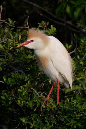 Egret bird Photographie de stock - Aubaine LD & Abonnement, Code: 400-05094334