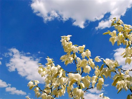 beautiful flower yucca. Closeup Photographie de stock - Aubaine LD & Abonnement, Code: 400-05094527