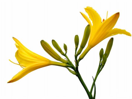 beautiful flower hemerocallis. Isolated Stockbilder - Microstock & Abonnement, Bildnummer: 400-05094531